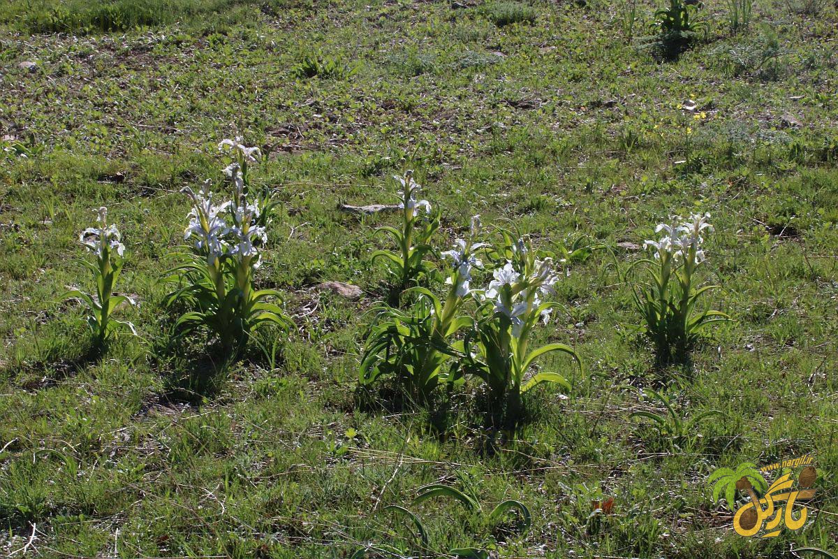 زنبق کمانی - گیاهان بومی ایران